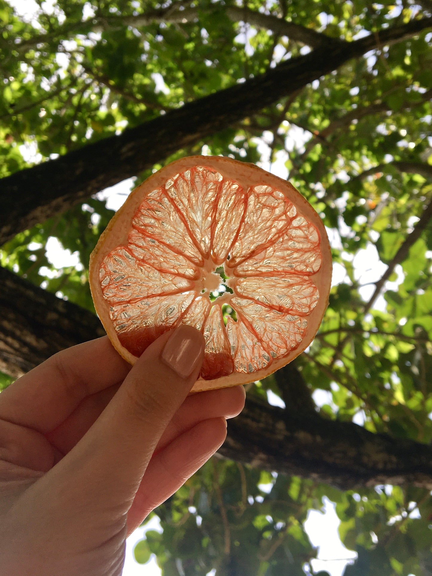 Organic Dried Grapefruit Slices